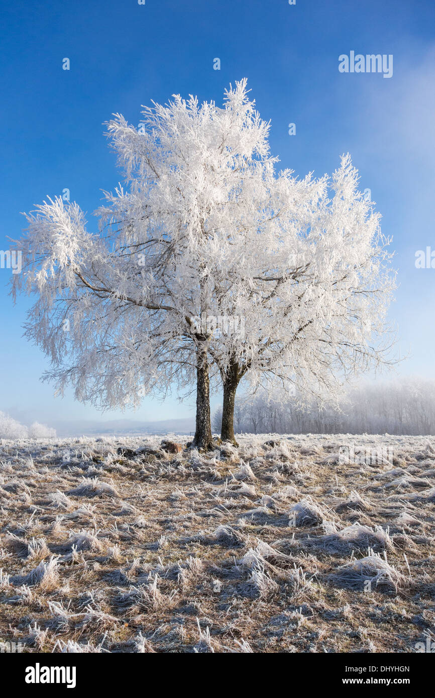 Field frost covered trees hi-res stock photography and images - Alamy