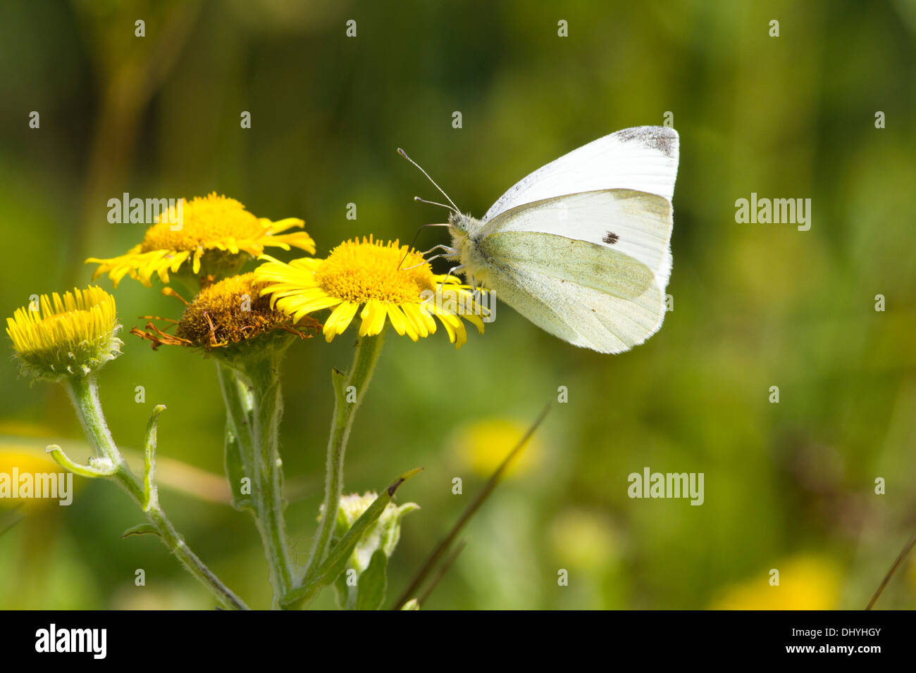 small-white-butterfly-nectaring-on-common-fleabane-uk-august-stock