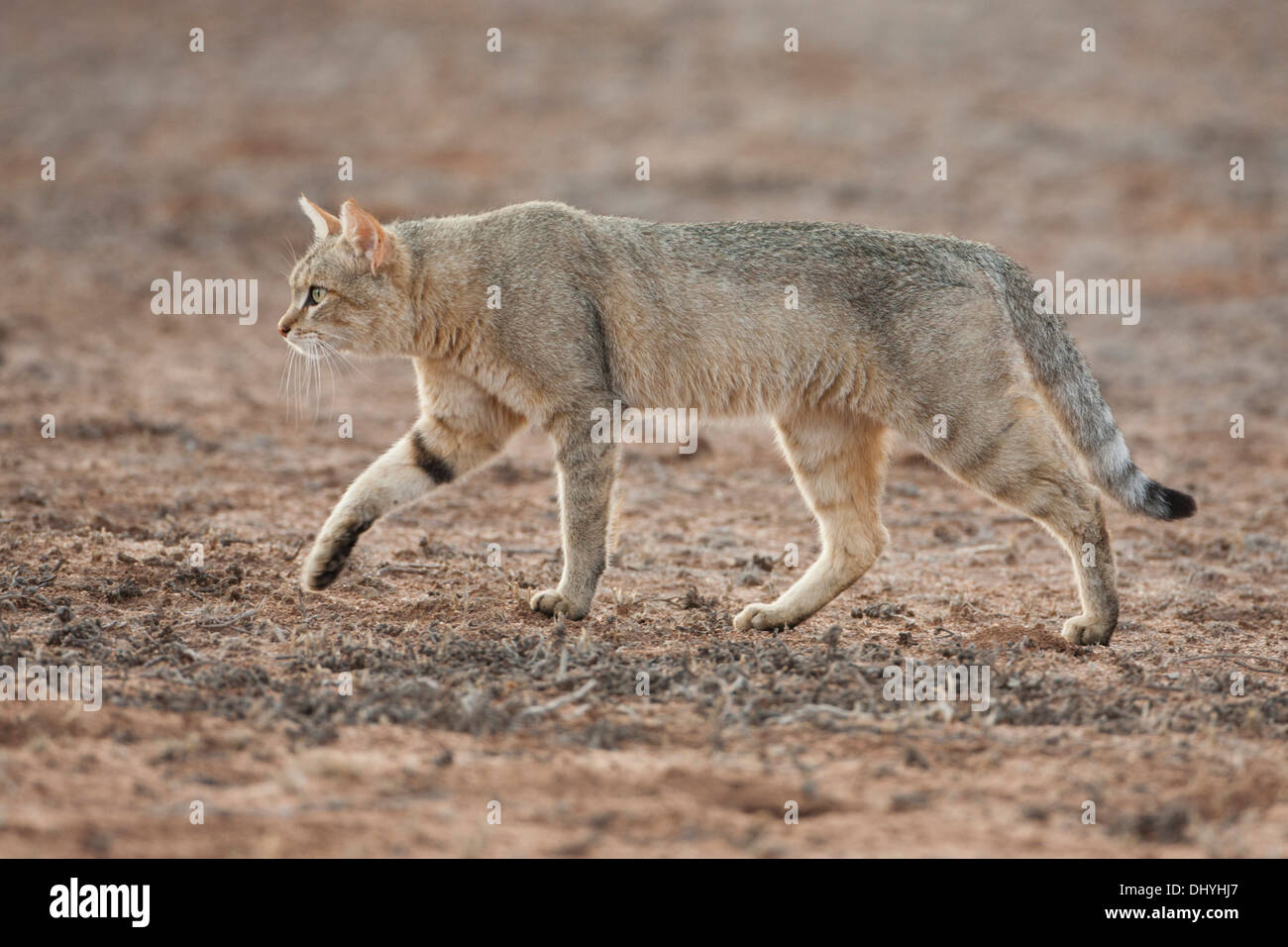 Near eastern wildcat hires stock photography and images Alamy