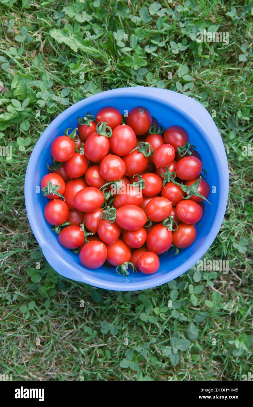 Cherry tomatoes in blue plastic container Stock Photo