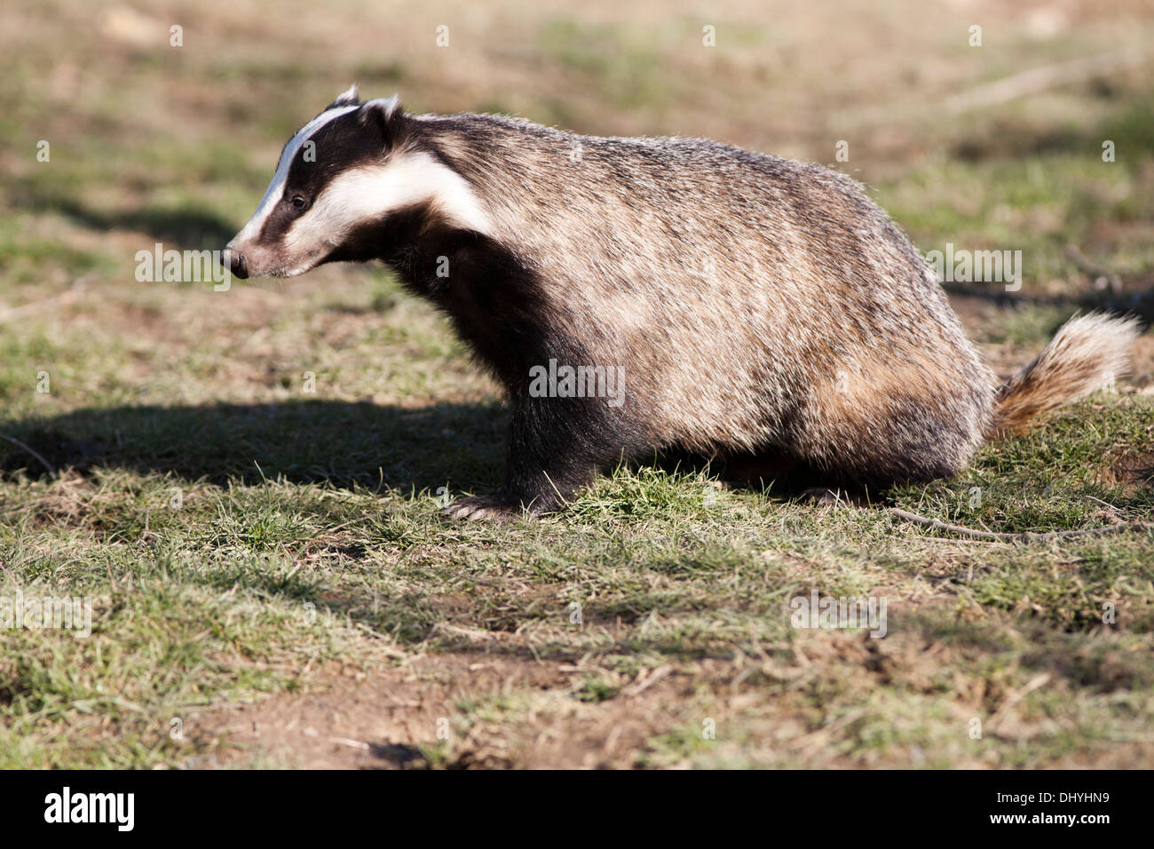 Adult Badger in the UK Stock Photo