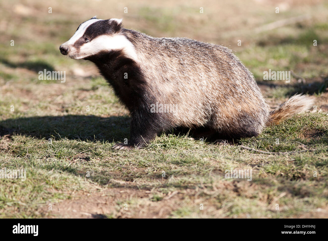Adult Badger in the UK Stock Photo