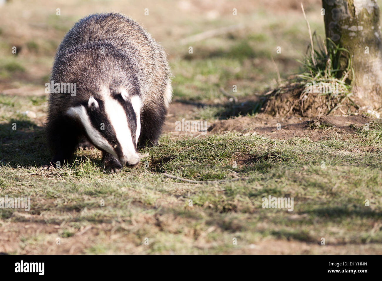 Adult Badger foraging in woodland the UK Stock Photo