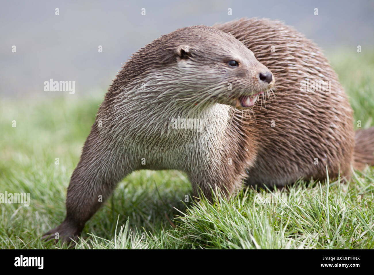 European Otter by the riverbank in the UK (lutra lutra) March Stock Photo