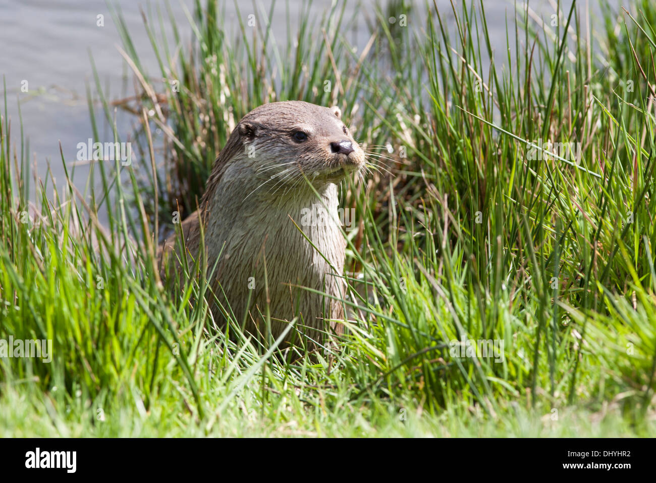 European Otter by the riverbank in the UK (lutra lutra) May Stock Photo