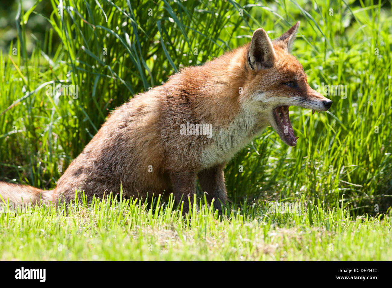 Fox teeth hi-res stock photography and images - Alamy