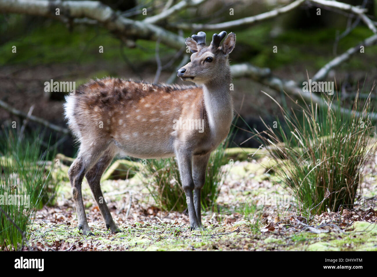 Sika Deer grazing in the woodland of Arne RSPB Nature Reserve, Dorset, UK (cervus nippon), May Stock Photo