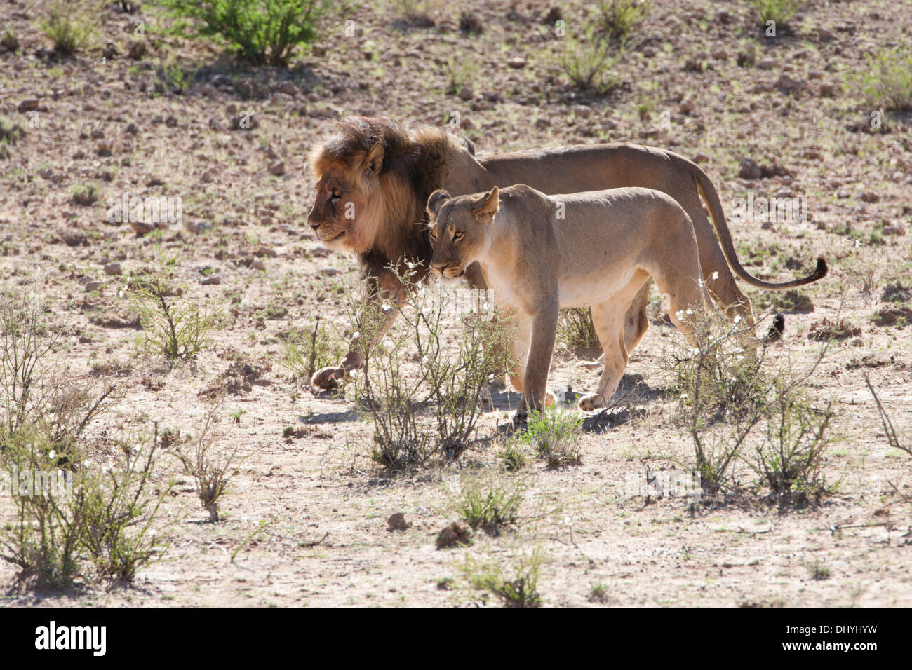 African Lion and Lioness walking in the Kalahari desert Stock Photo