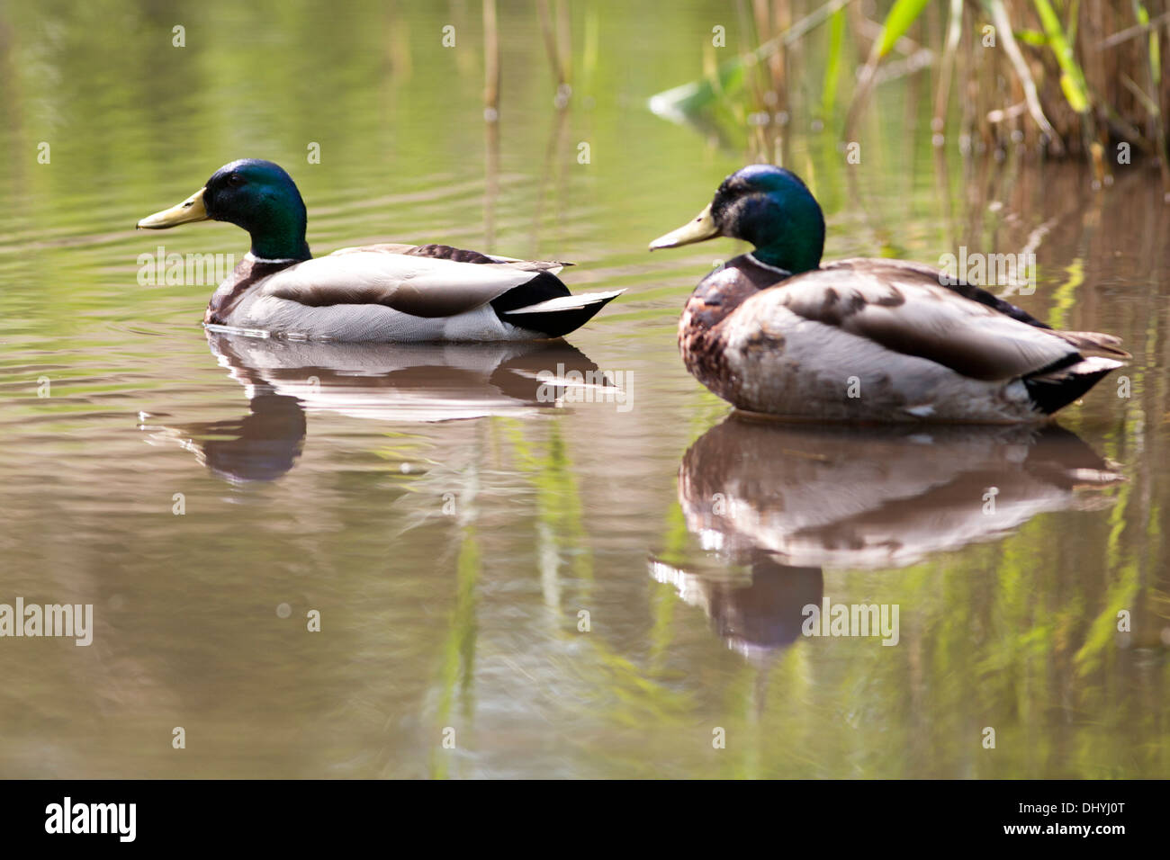 Mallard Duck (anas platyrhynchos) UK Stock Photo