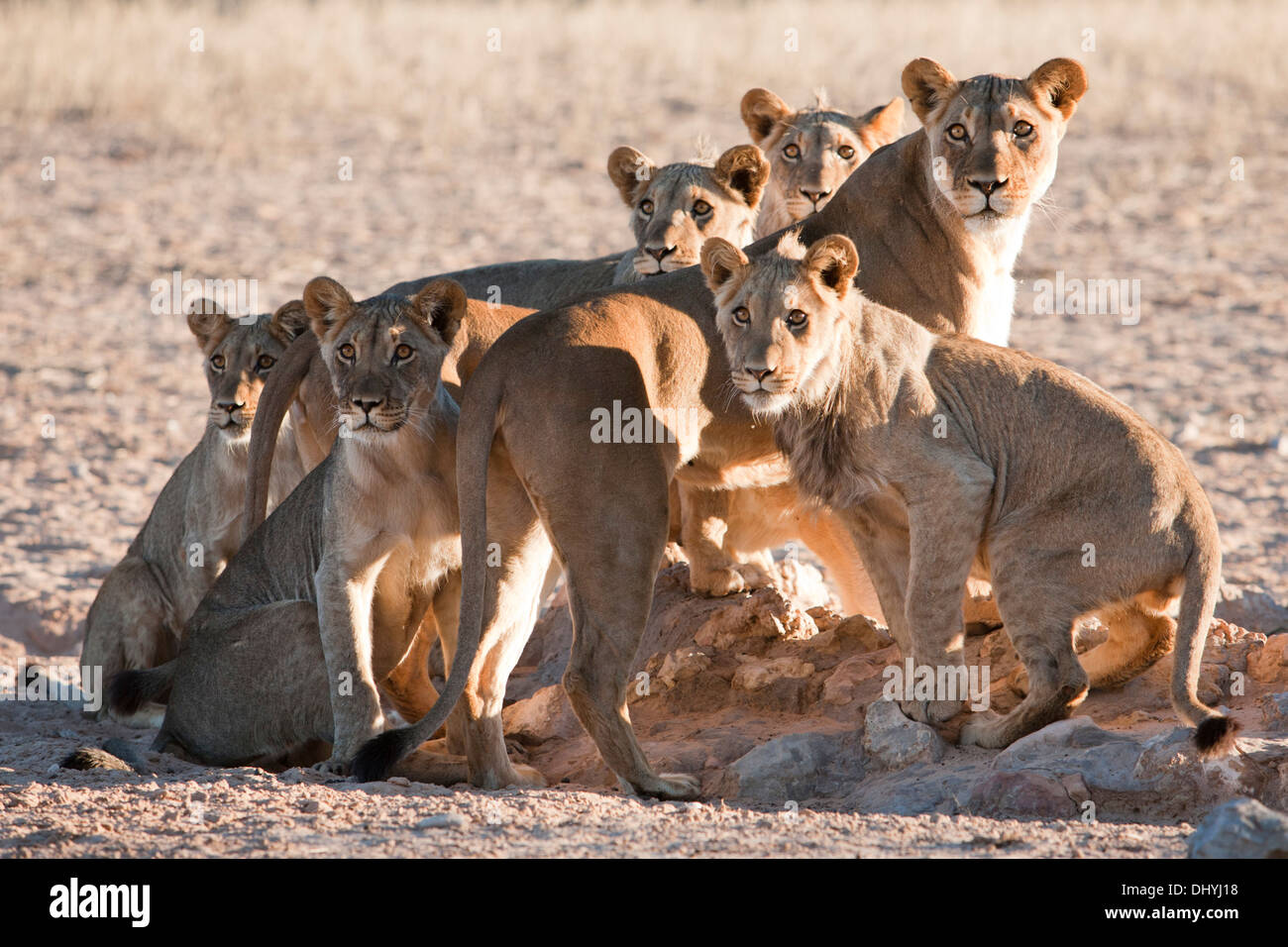 African Lion pride on the lookout in the Kalahari desert Stock Photo