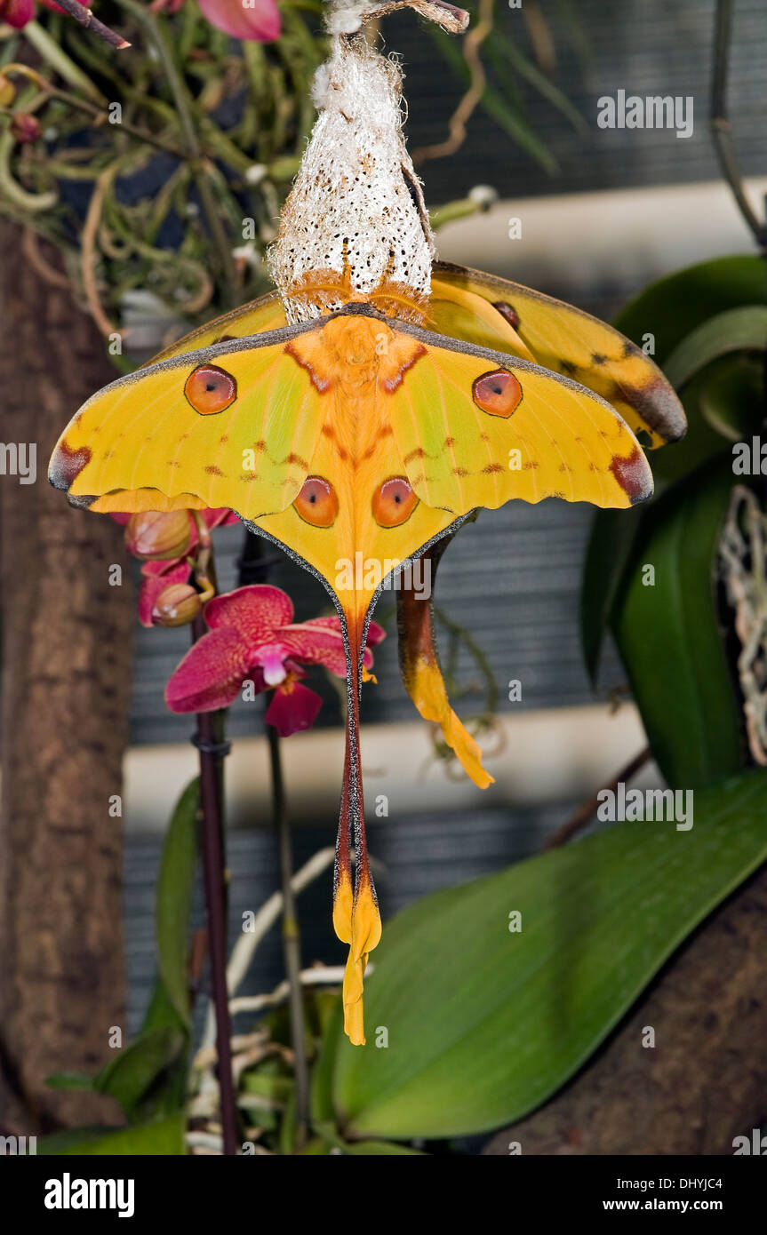 Argema mittrei butterfly from madagaskar, in butterflygarden Stock Photo