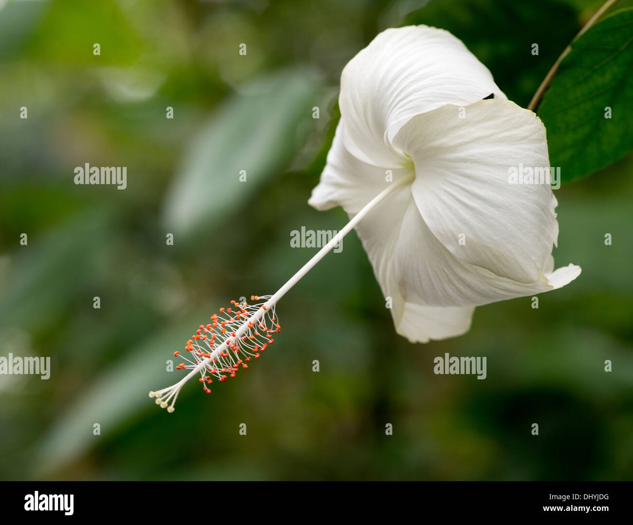 white hibiscus rosa chinesis on green background Stock Photo