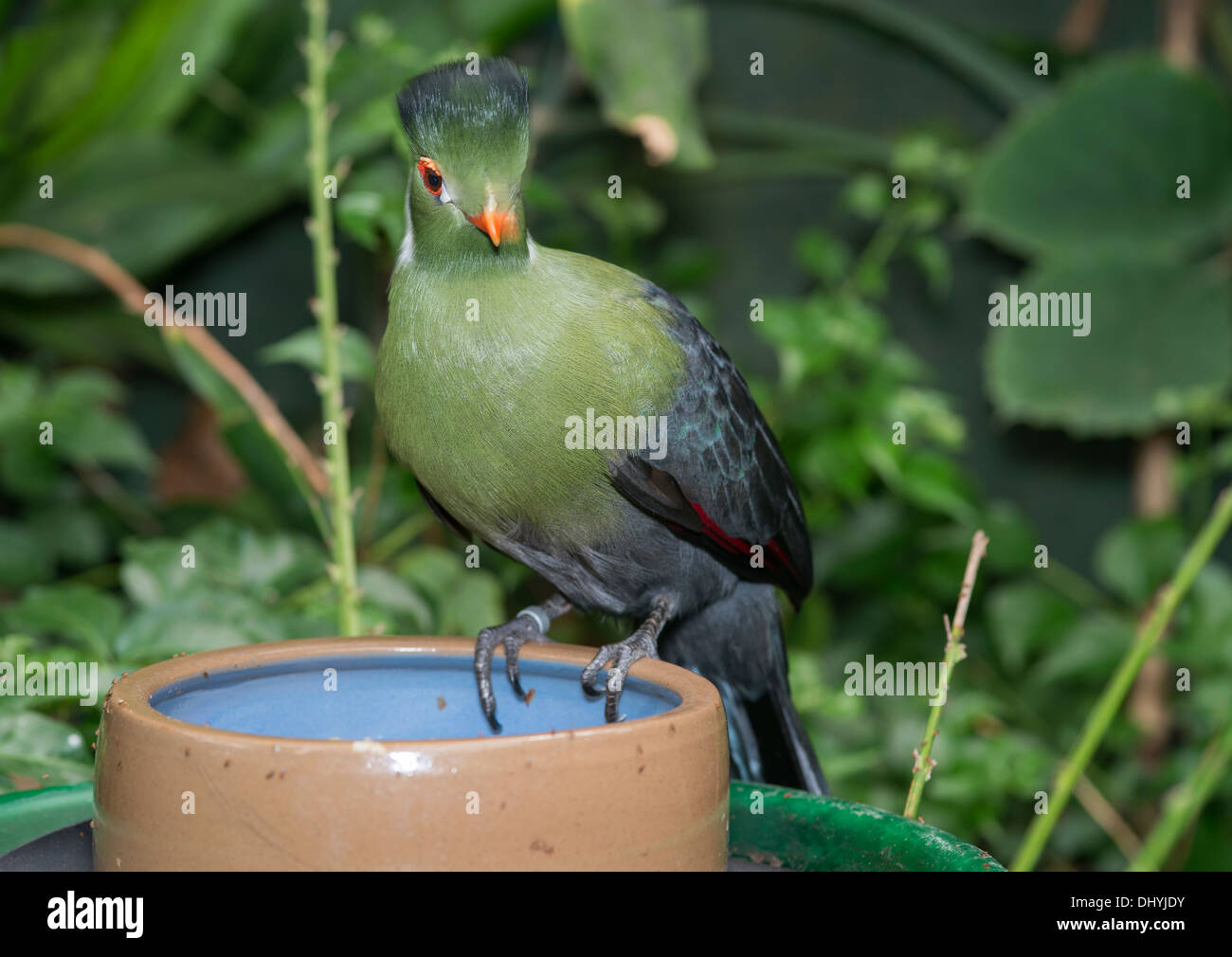 green touraco bird in dutch zoo Stock Photo