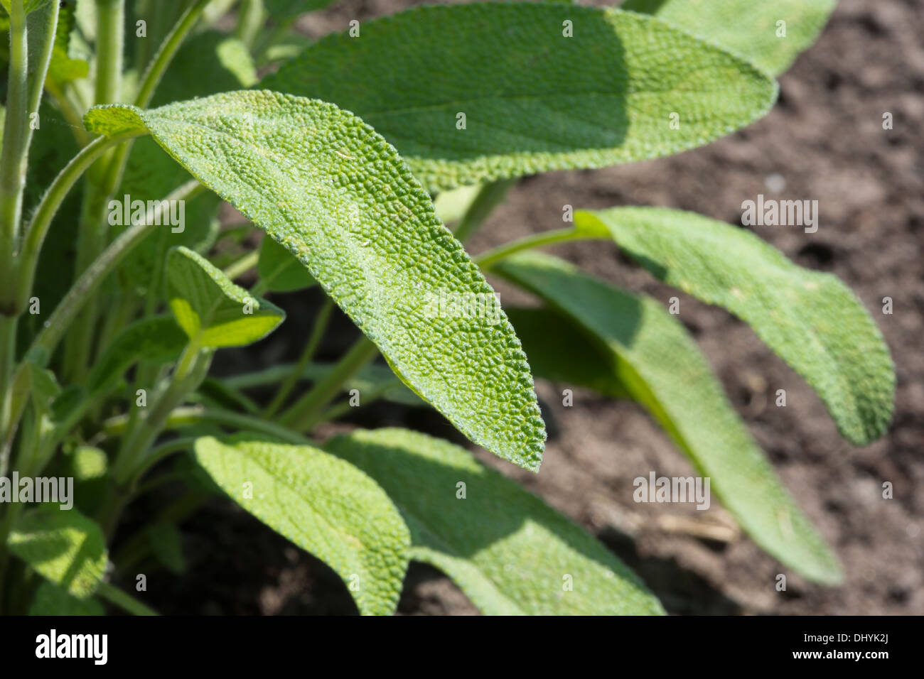 T officinalis hires stock photography and images Alamy