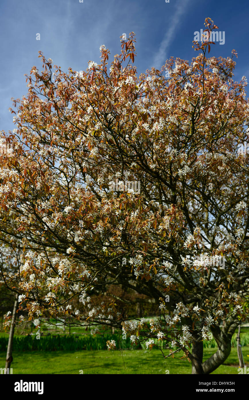 Amelanchier canadensis white flowers flowering spring bloom blooming blossom garden tree Stock Photo