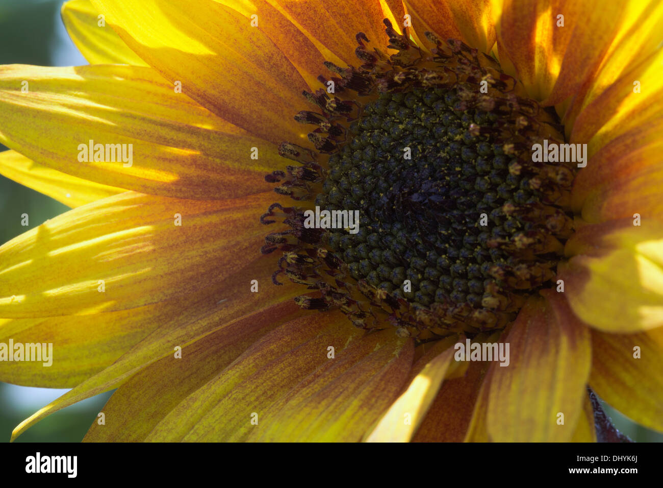Heart of the sunflower Stock Photo