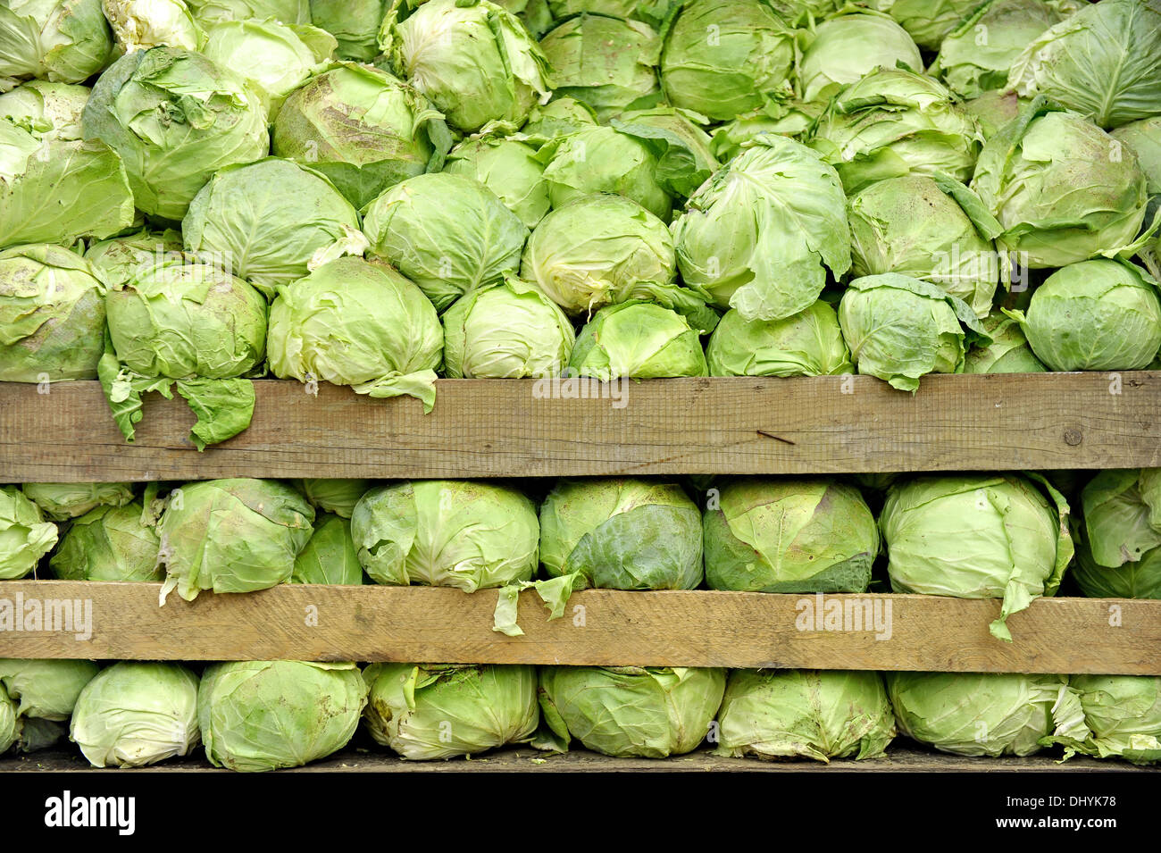 капуста сорт тонна. капуста на рынке. сорт капусты аня. 80кг капусты. хранение овощей на складе.