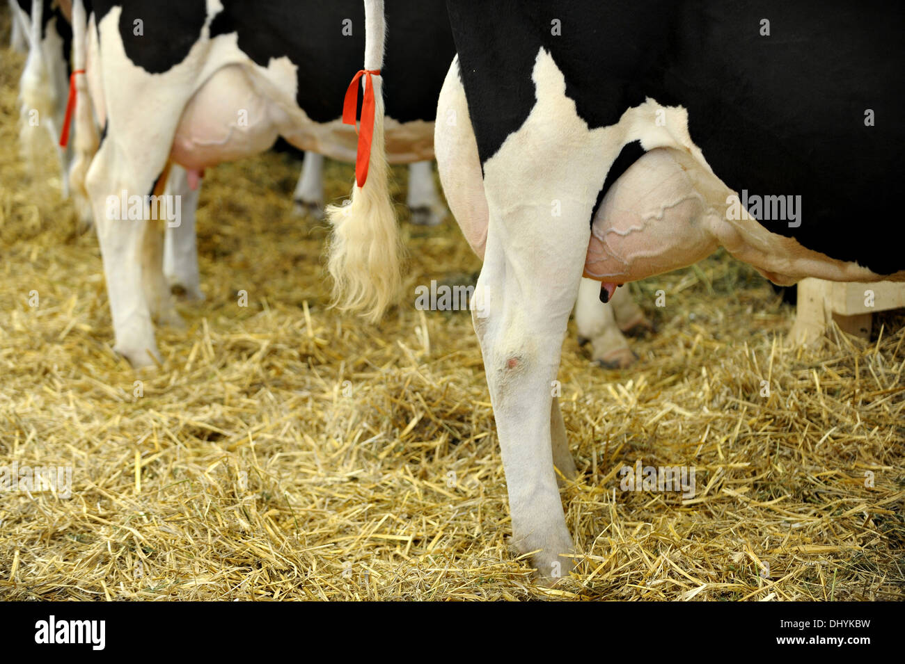 Detail with a full udder of a Holstein dairy cow Stock Photo