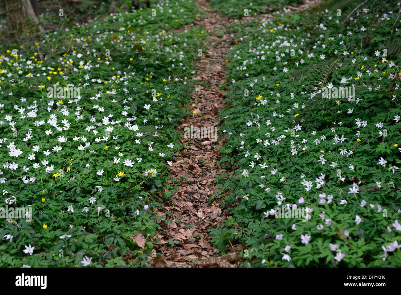 Brown leaf leaves cover covered path trail lead leading through anemone nemorosa white wildlower wood woodland shade shaded Stock Photo