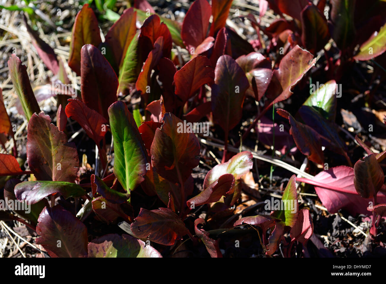 bergenia cordifolia purpurea leaves leaf foliage groundcover elephant ears Stock Photo