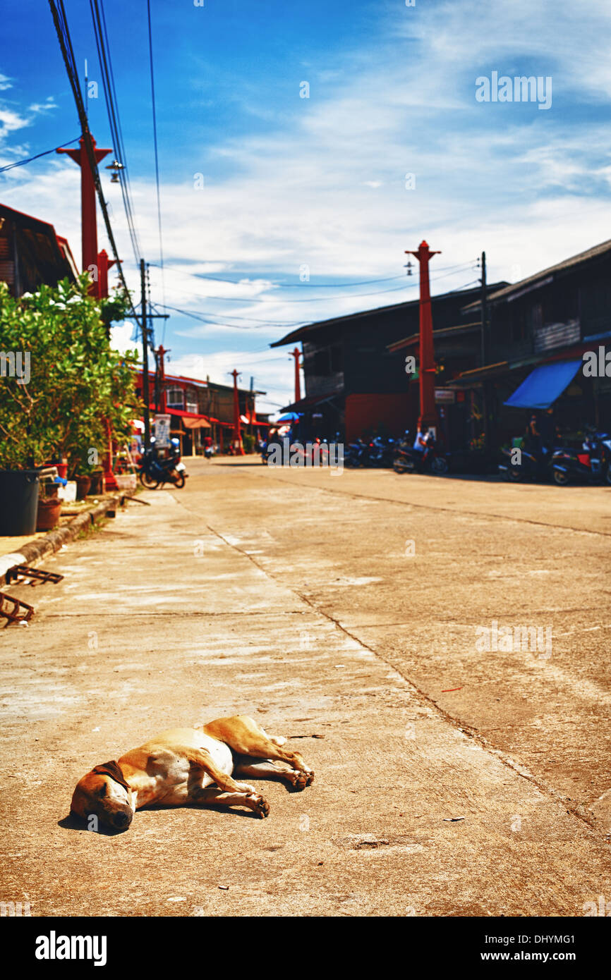 dog on streets of Ko Lanta Island, in Thailand Stock Photo