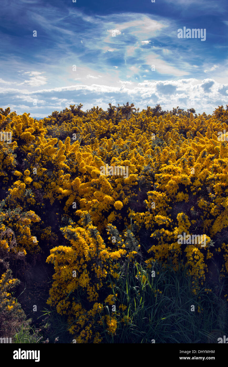 Bright yellow Gorse in full flower against a deep blue sky. Stock Photo