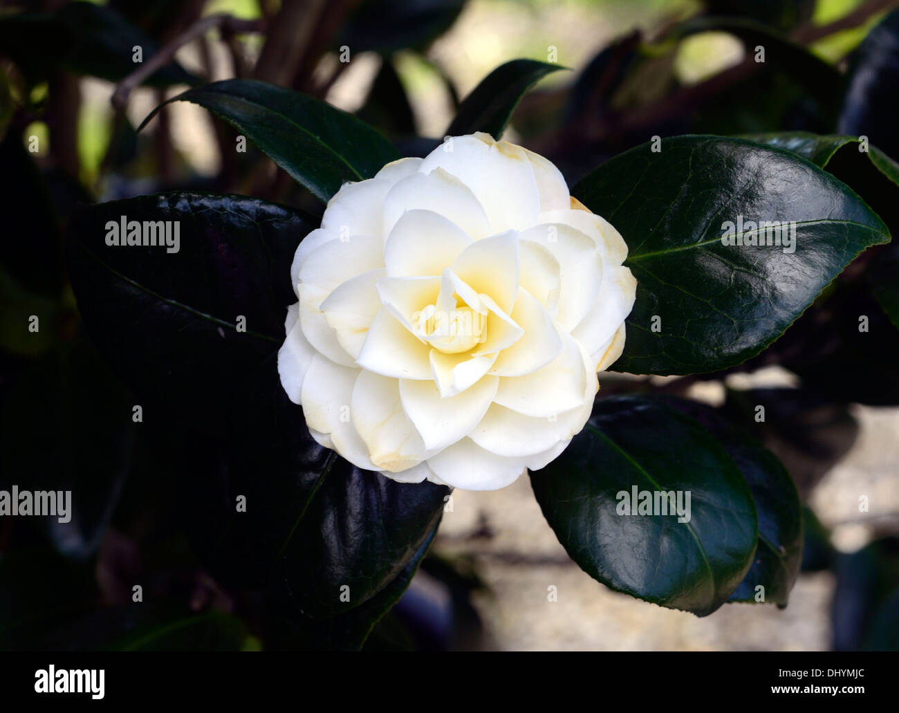 camellia japonica dahlonega white flower flowering spring bloom single one  Stock Photo - Alamy