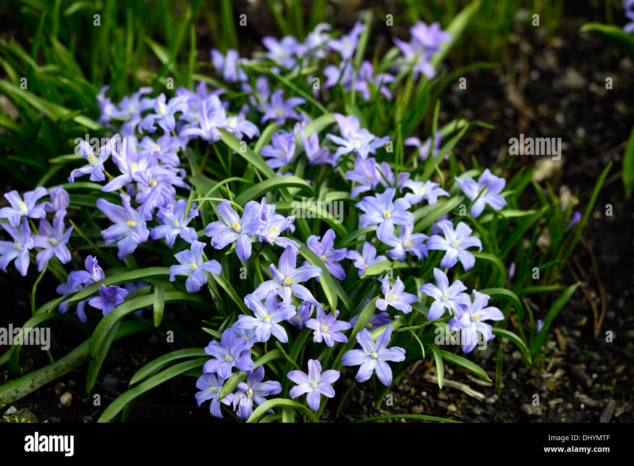 chionodoxa forbesii Glory of the snow flowers spring Scilla forbesii bloom blossom blue lilac flowers flowering bloom blossom Stock Photo