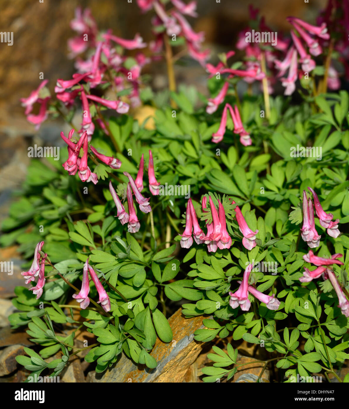 corydalis solida subsp solida beth evans pink flowers flowering spring perennial low dwarf plant Stock Photo