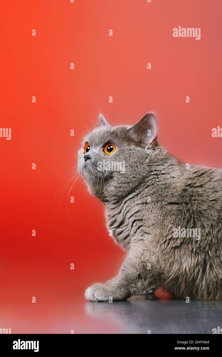 blue british shorthair cat, on red background Stock Photo