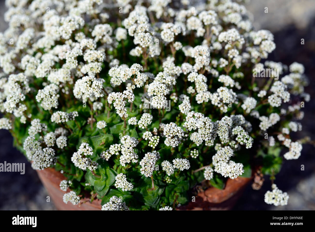 crassula socialis flowers blooms flowering succulents dry drought tolerant succulent flower terracotta pot container Stock Photo