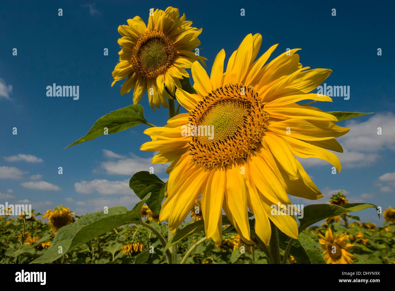Two sunflowers close up in a field with blue sky background Stock Photo ...
