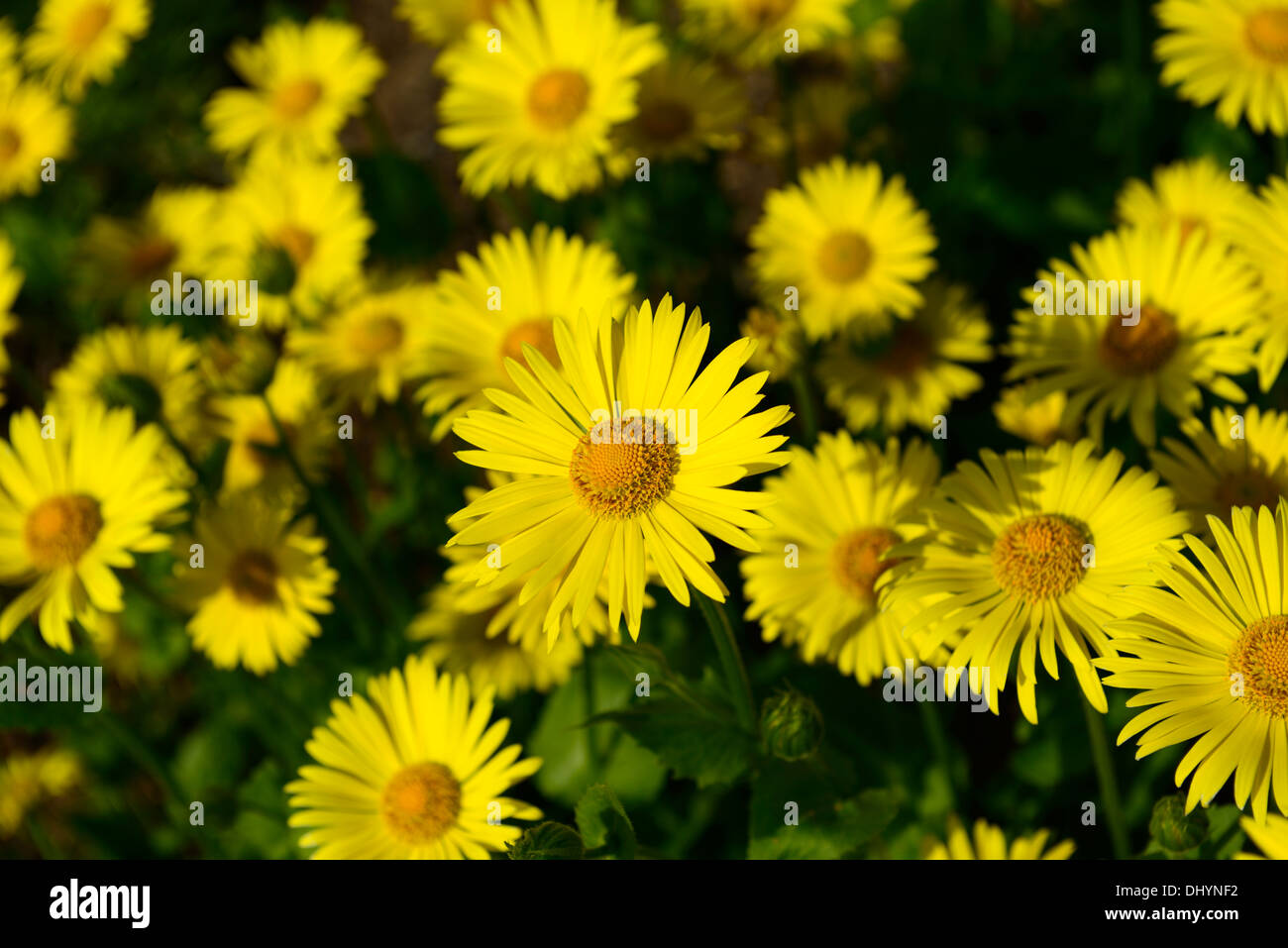 Doronicum plantagineum Doronic plantain yellow daisy flowers flowering bloom blooming early spring Stock Photo