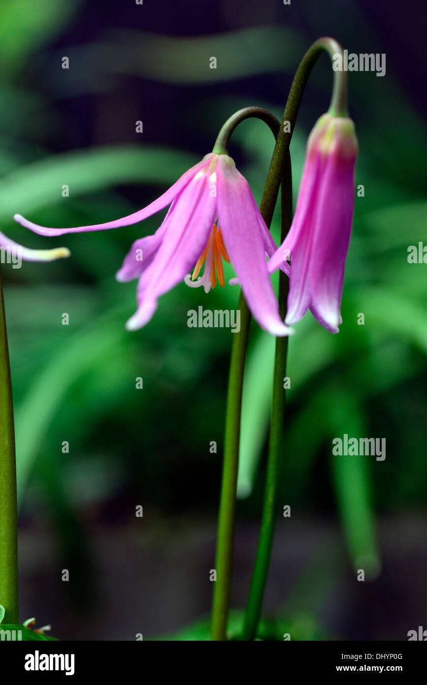 erythronium revolutum knightshayes pink fawn lily dogstooth violet spring flowers flowering clump colors colours dogs tooth Stock Photo
