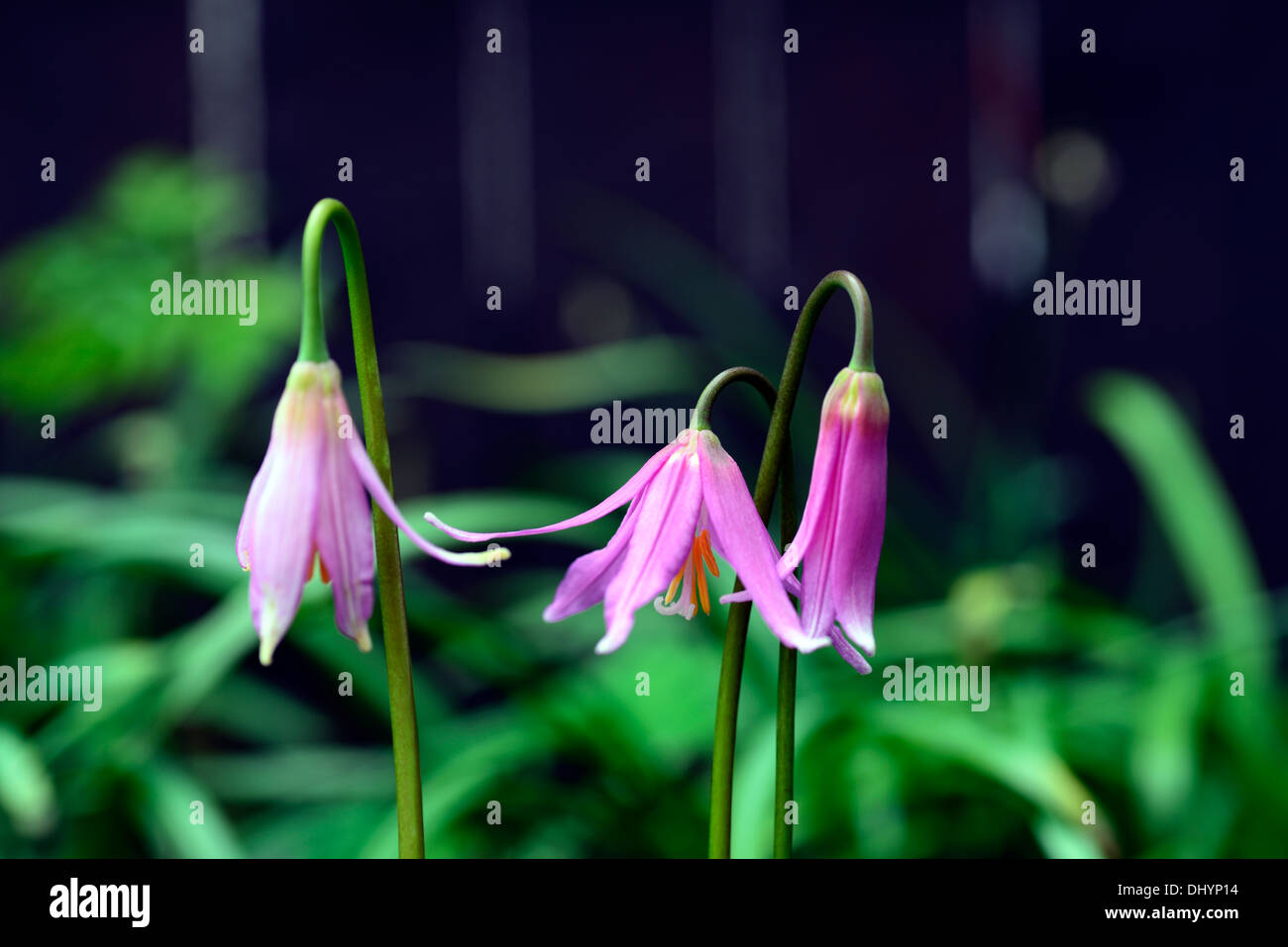 erythronium revolutum knightshayes pink fawn lily dogstooth violet spring flowers flowering clump colors colours dogs tooth Stock Photo