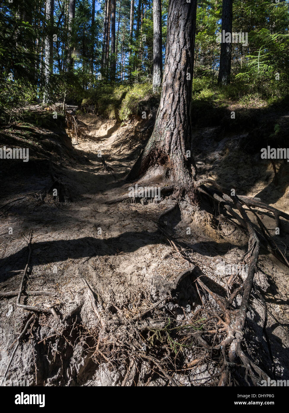 Las Roztocze Roztocze - the magic place in Poland Stock Photo - Alamy