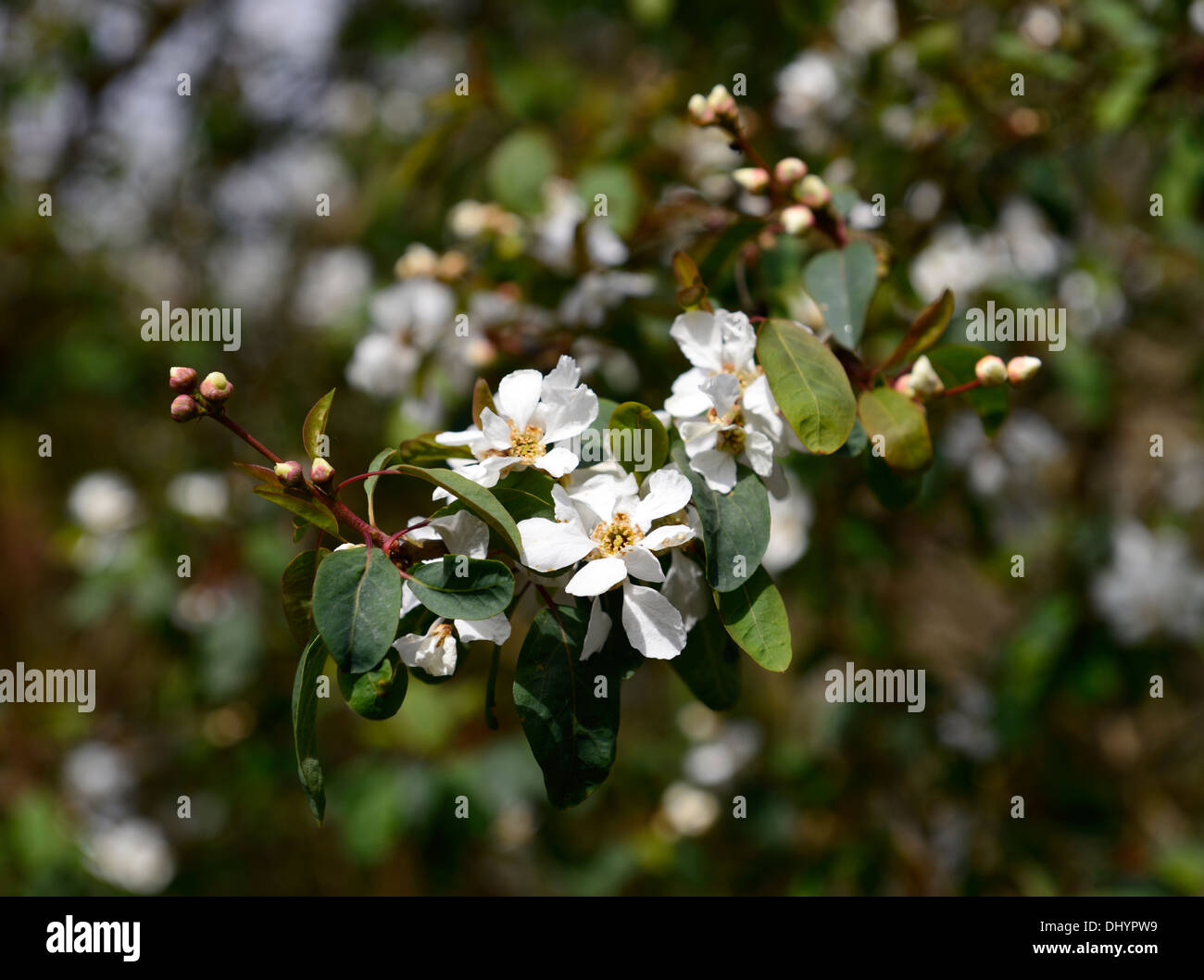 exochorda giraldii spring closeup selective focus pale white flowers plant portraits shrubs Stock Photo