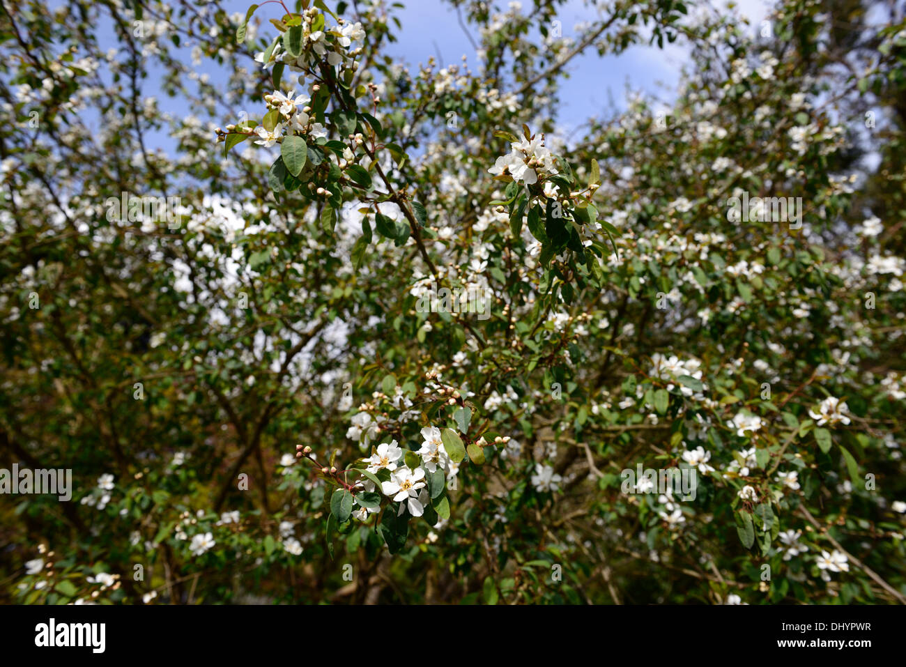 exochorda giraldii spring closeup selective focus pale white flowers plant portraits shrubs Stock Photo