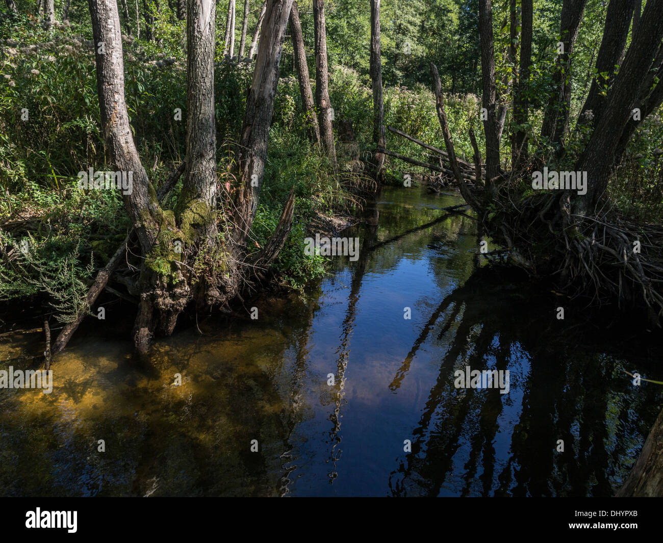 Las Roztocze Roztocze - the magic place in Poland Stock Photo - Alamy