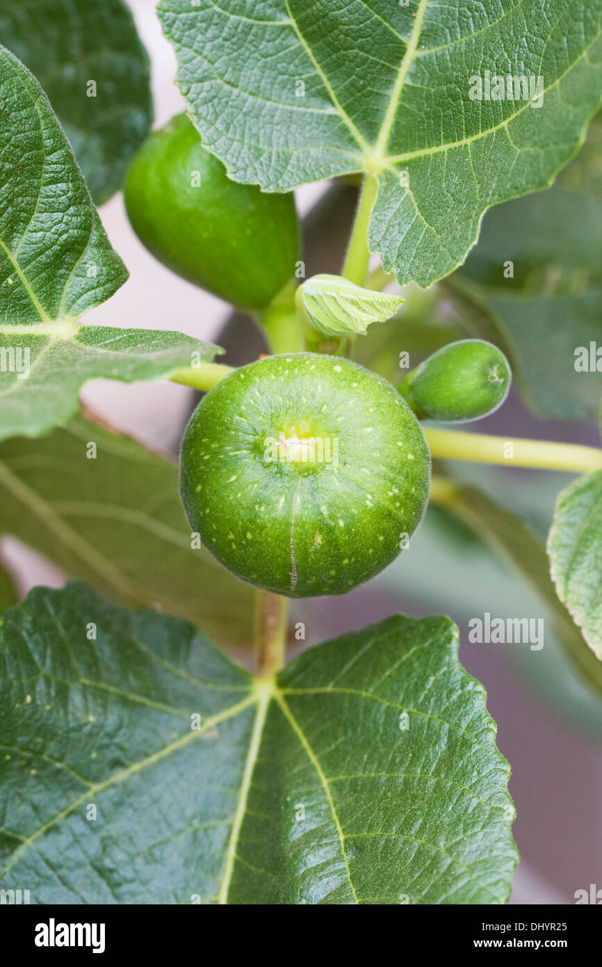 Ficus carica. Developing fig fruit growing in a protected environment. Stock Photo