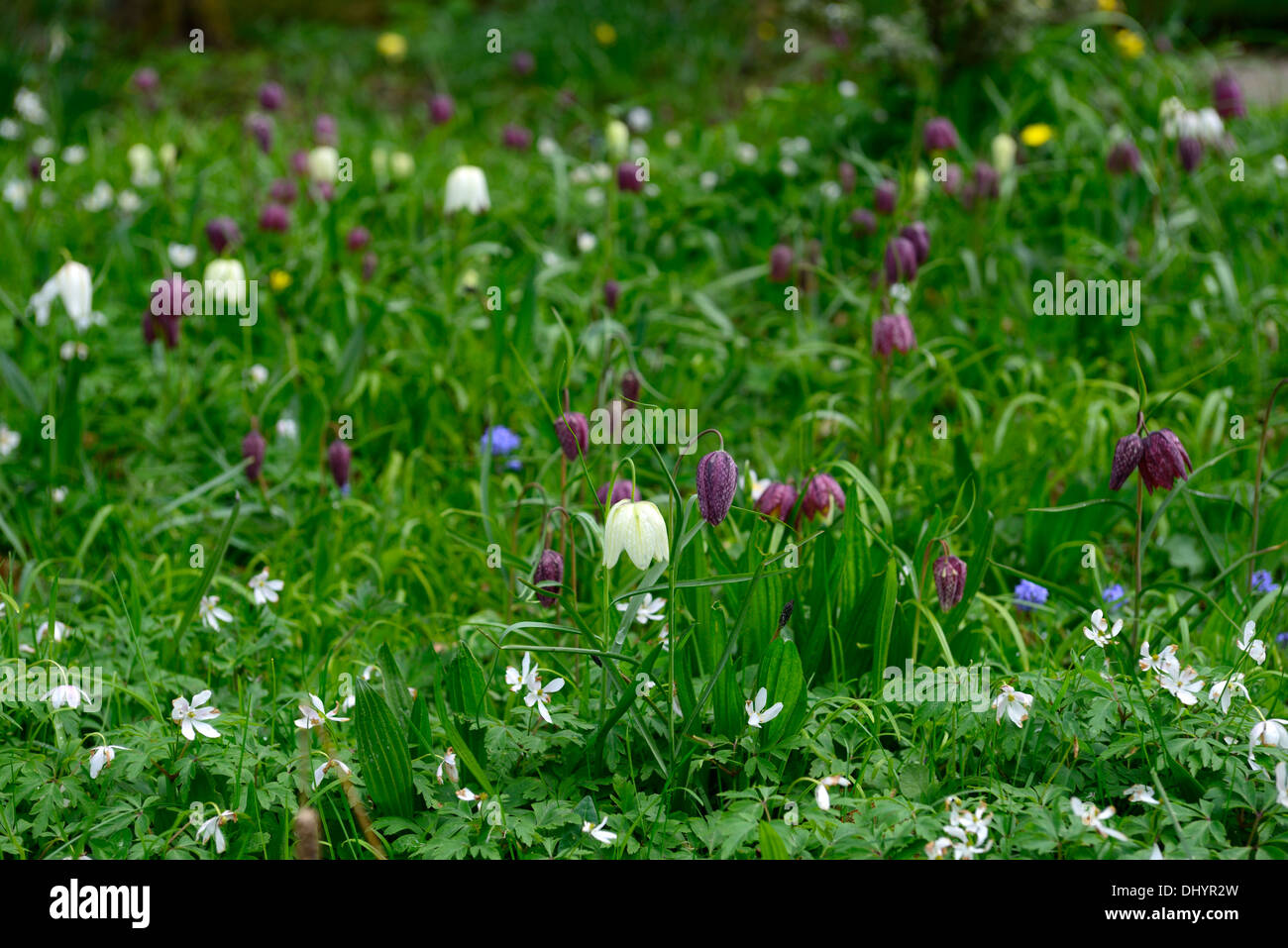 purple white fritillary fritillaria meleagris alba anemone nemorosa wildflowers meadow grass lawn spring flowering flowers Stock Photo
