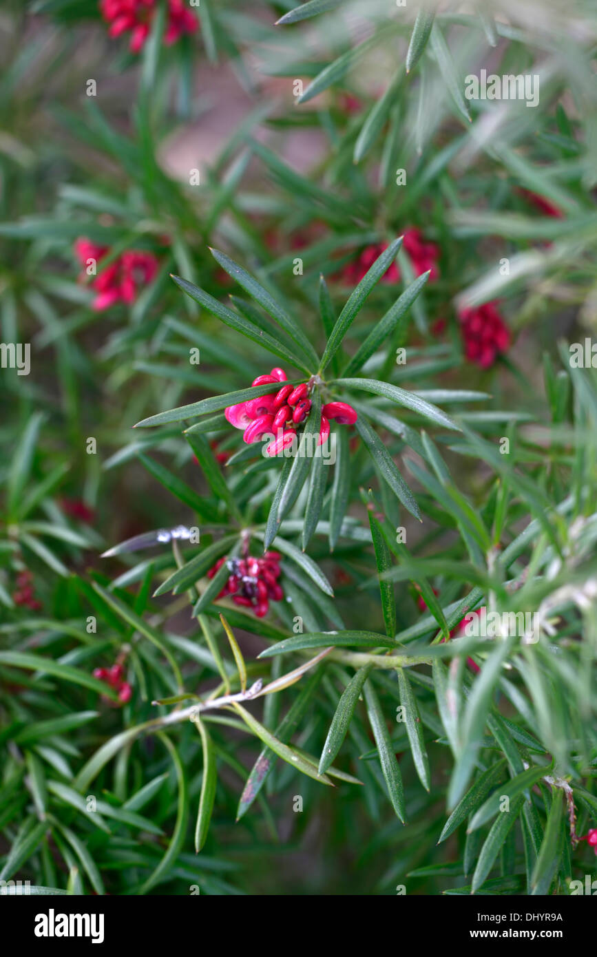 grevillea rosmarinifolia Rosemary Grevillea plant portraits pink
