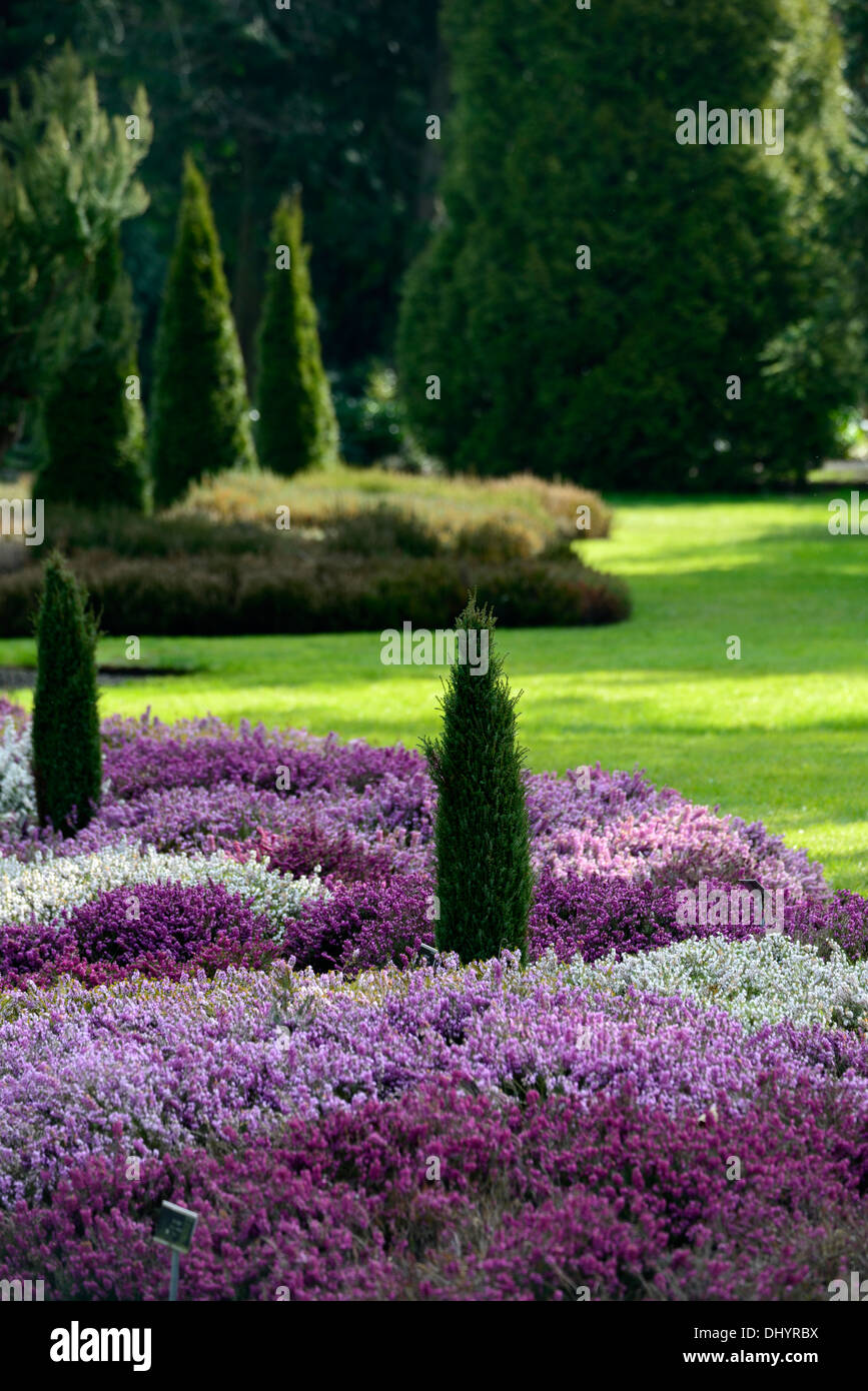 Erica Carnea heather white flower garden plant winter spring  low growing evergreen shrub dense compact mixed plants planting Stock Photo