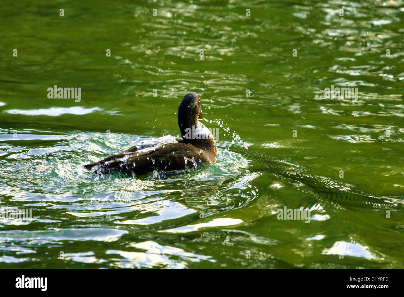 Mallard stand on the decking at Swanbourne lake, UK Stock Photo