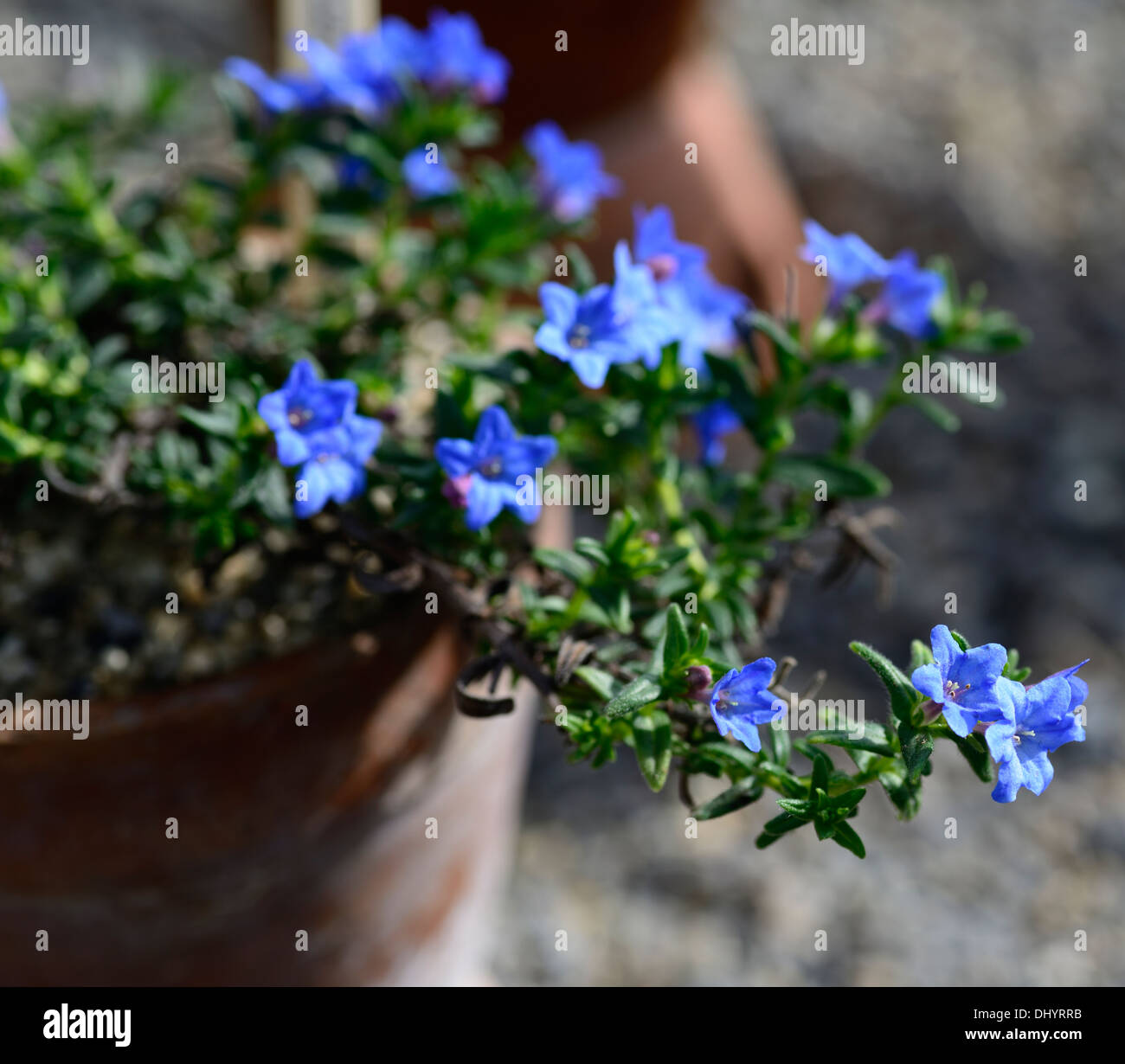 Lithodora diffusa Heavenly Blue Deep blue funnel-shaped flowers evergreen shrub Purple gromwell Stock Photo