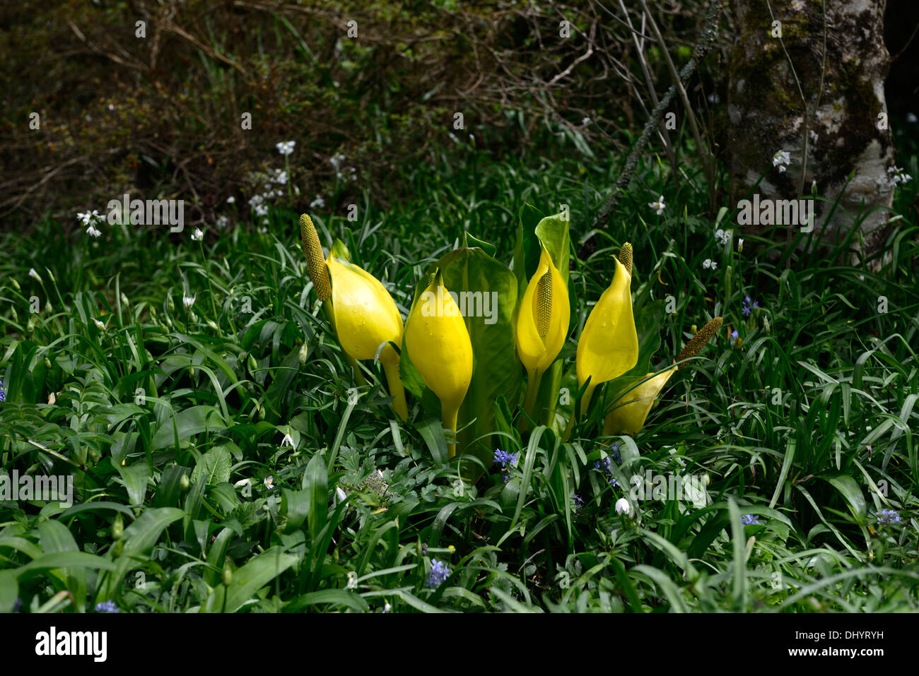 Lysichiton Americanus Yellow Skunk Cabbage Flowers Flowering Bloom Stock Photo Alamy