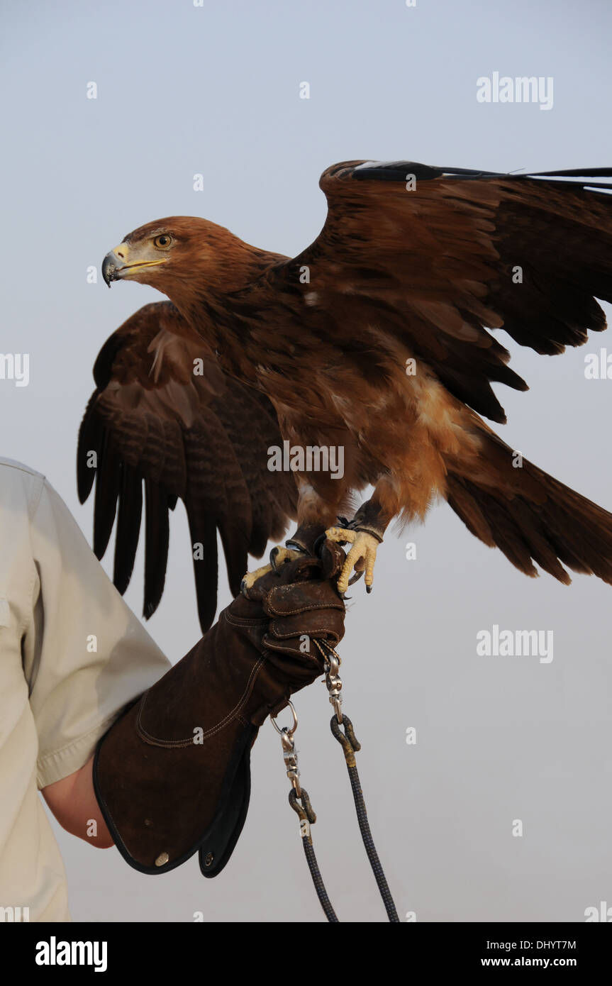 Arab eagle hi-res stock photography and images - Alamy Arab eagle hi-res stock photography and images - Alamy