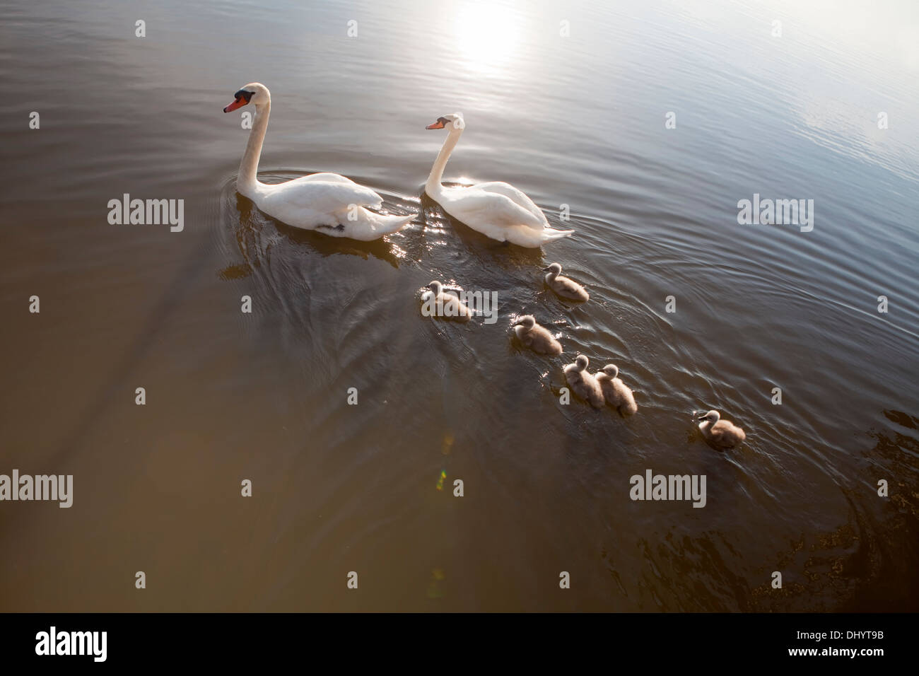 Mute Swans, Cygnus olor, adults swimming with cygnets, Steinhuder Meer Nature Park, Lower Saxony, Germany, Europe, Stock Photo