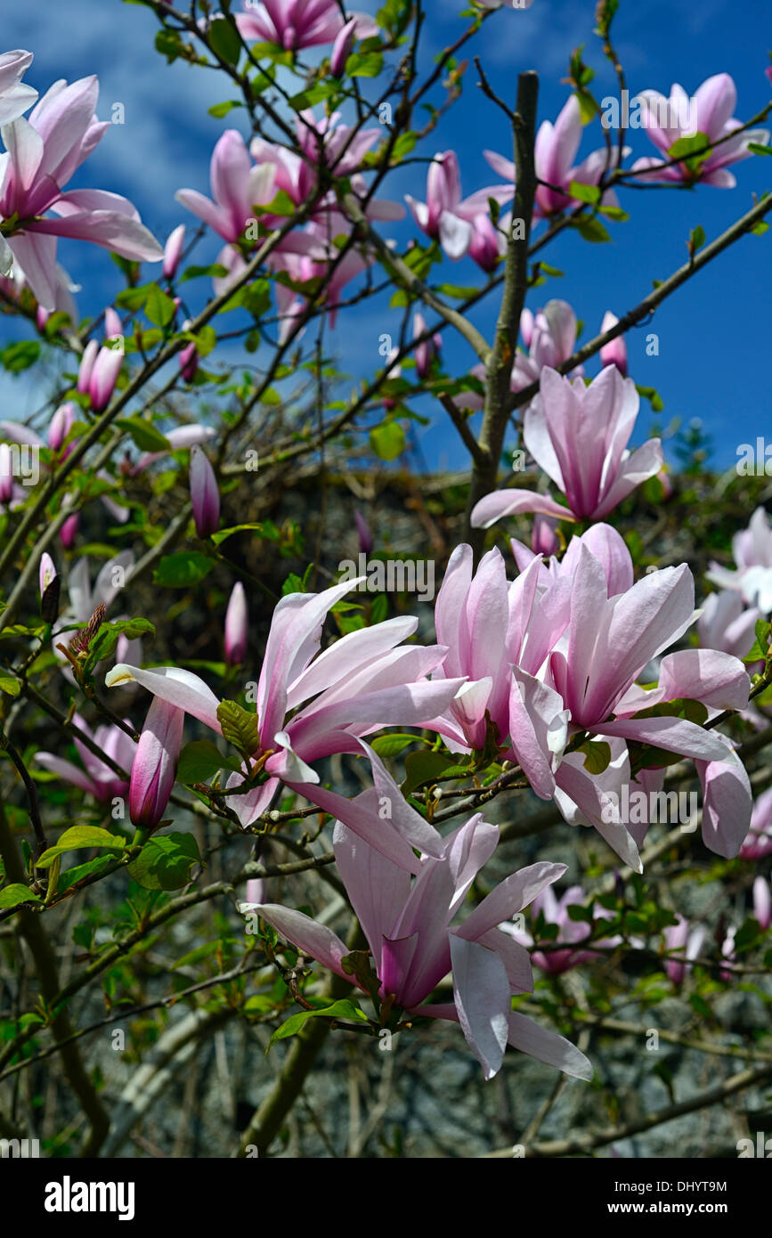 magnolia galaxy pink flowers flowering spring display blooms blossoming blooming Stock Photo
