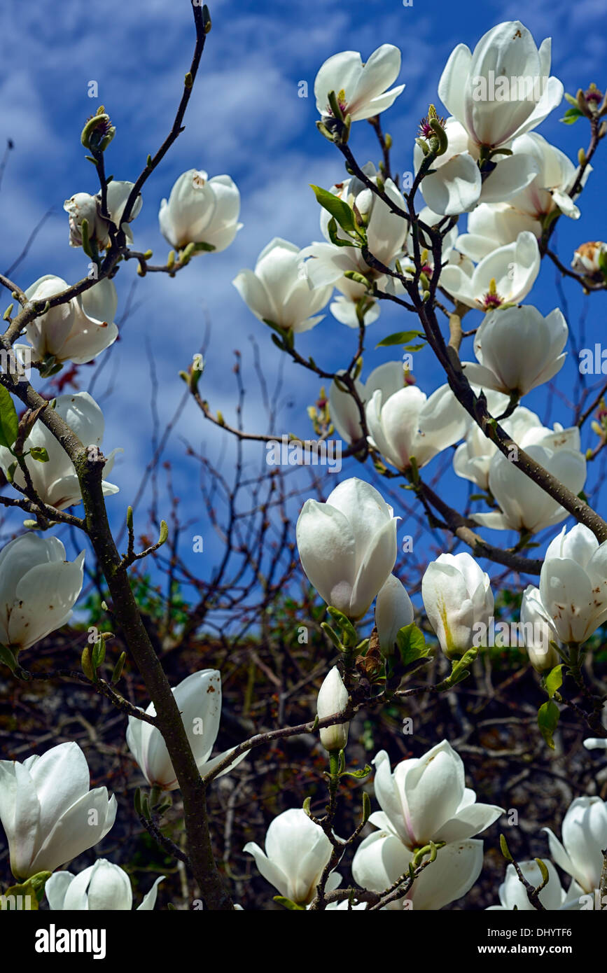 magnolia sayonara white flowers flowering spring display blooms blossoming blooming Stock Photo